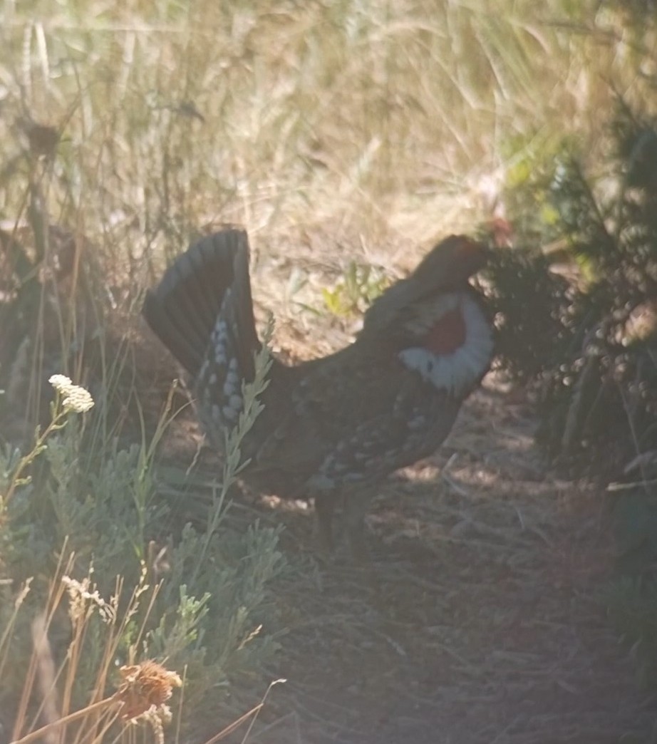 Dusky Grouse - ML622279265