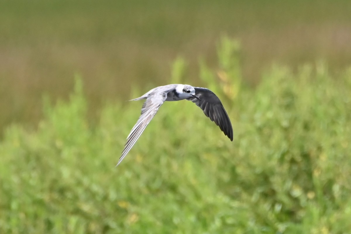 Black Tern - Jim Highberger