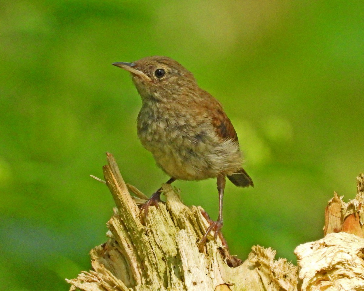 House Wren - ML622279298