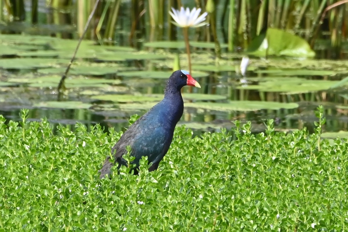 Purple Gallinule - ML622279308