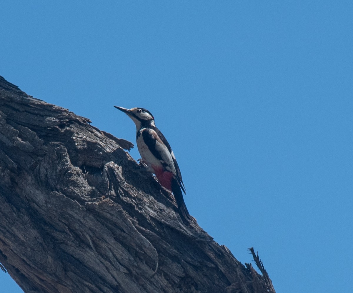 White-winged Woodpecker - ML622279360