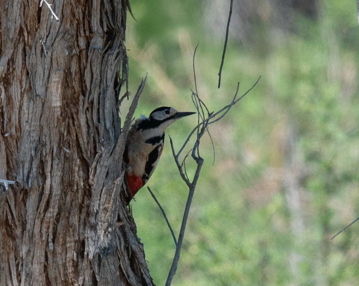 White-winged Woodpecker - ML622279361