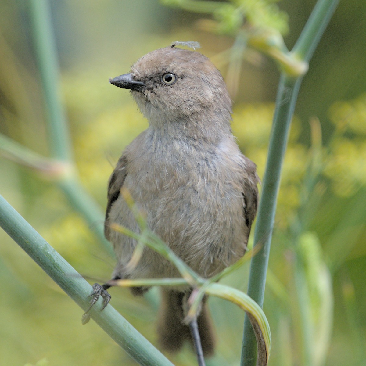 Bushtit (Pacific) - ML622279372