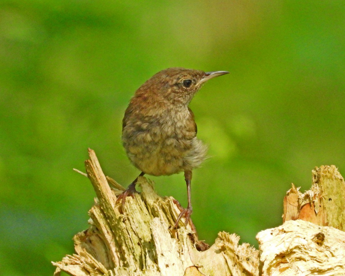 House Wren - ML622279377