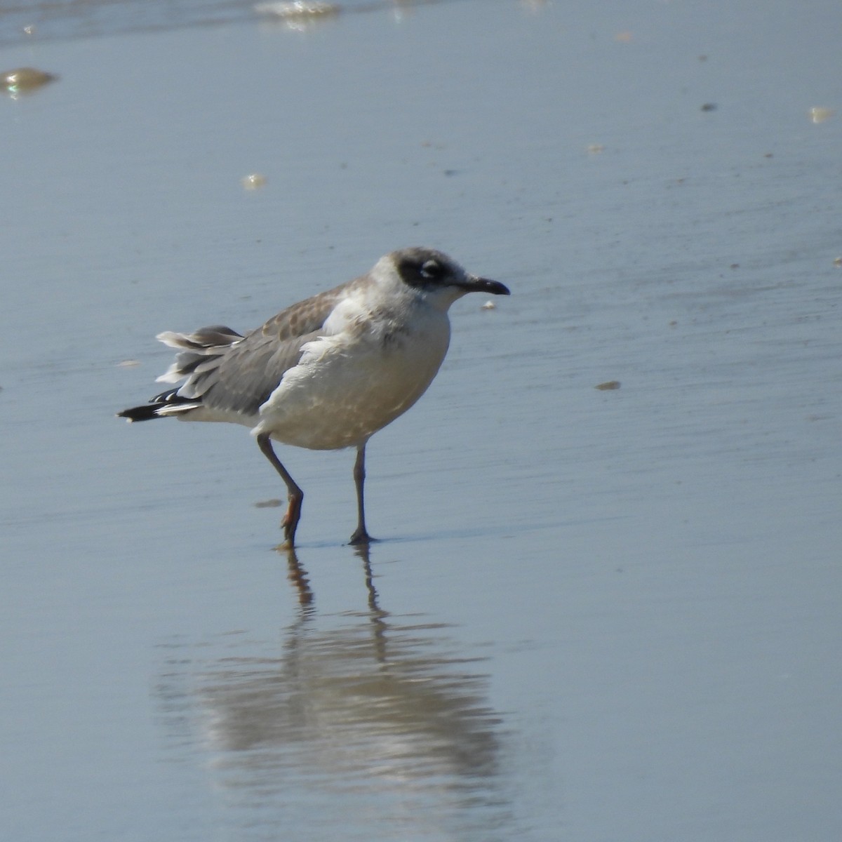 Franklin's Gull - ML622279403