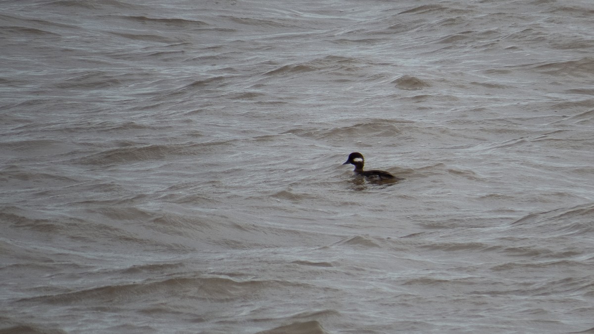 Bufflehead - ML622279417