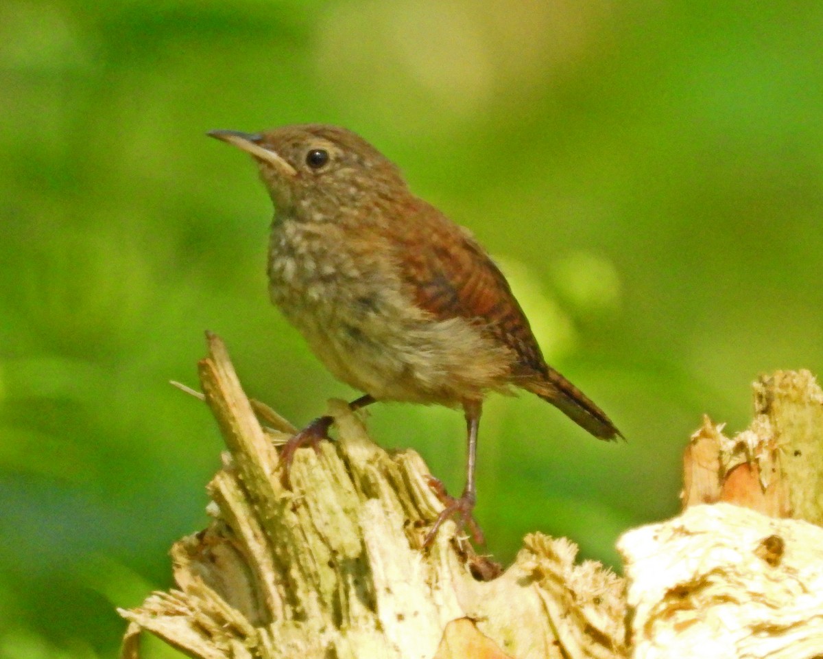 House Wren - Aubrey Merrill