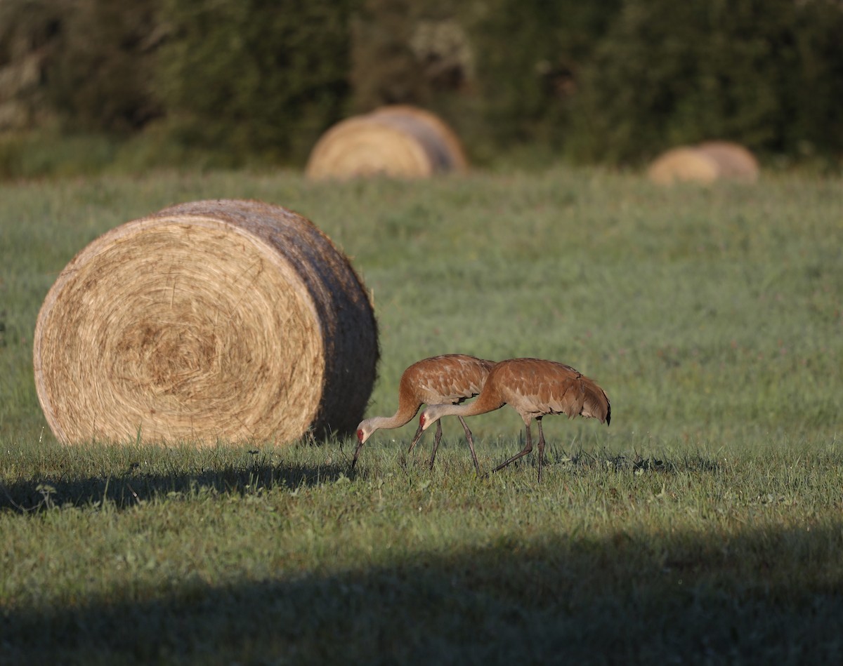 Sandhill Crane - ML622279480