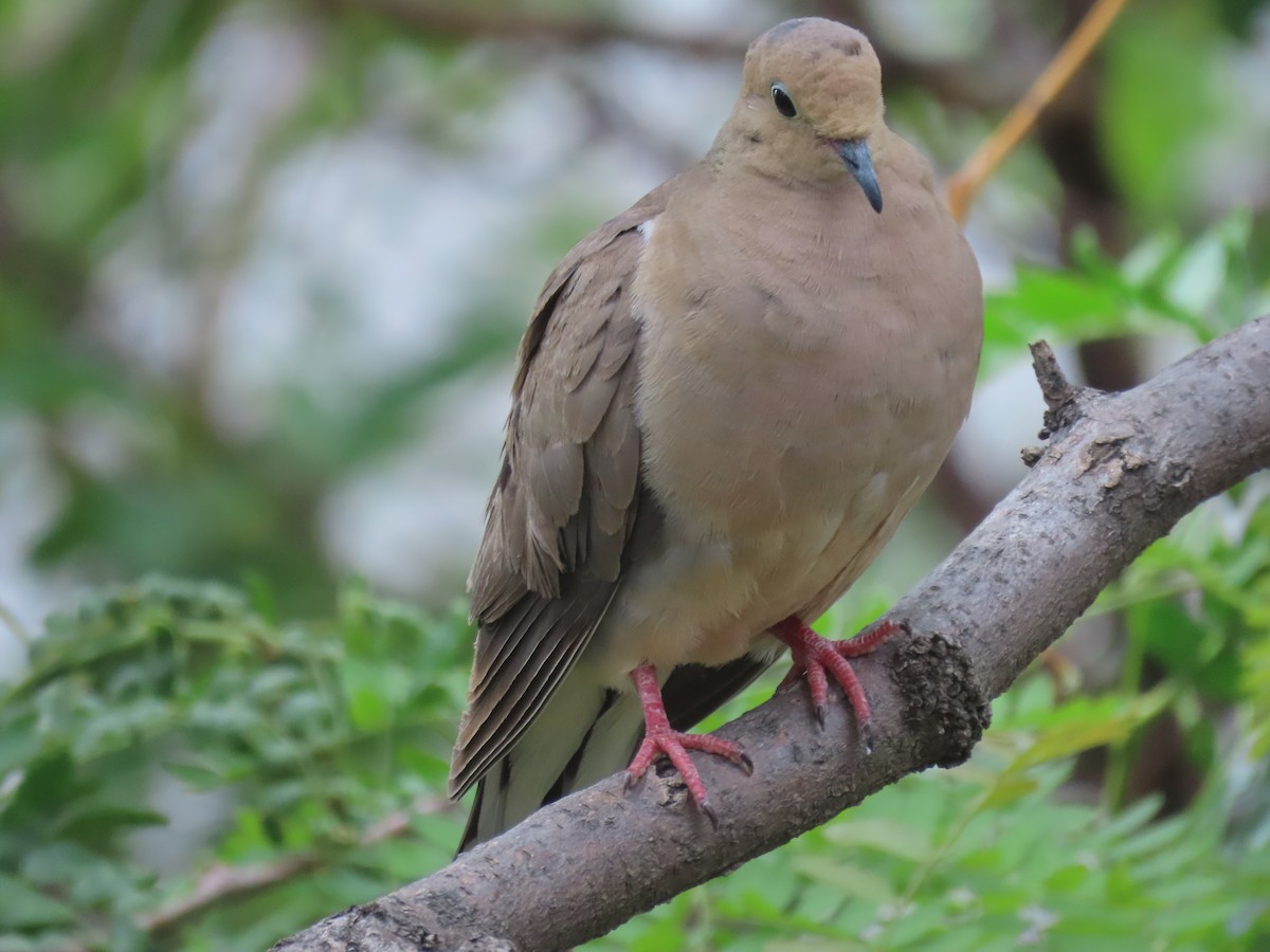 Mourning Dove - ML622279512