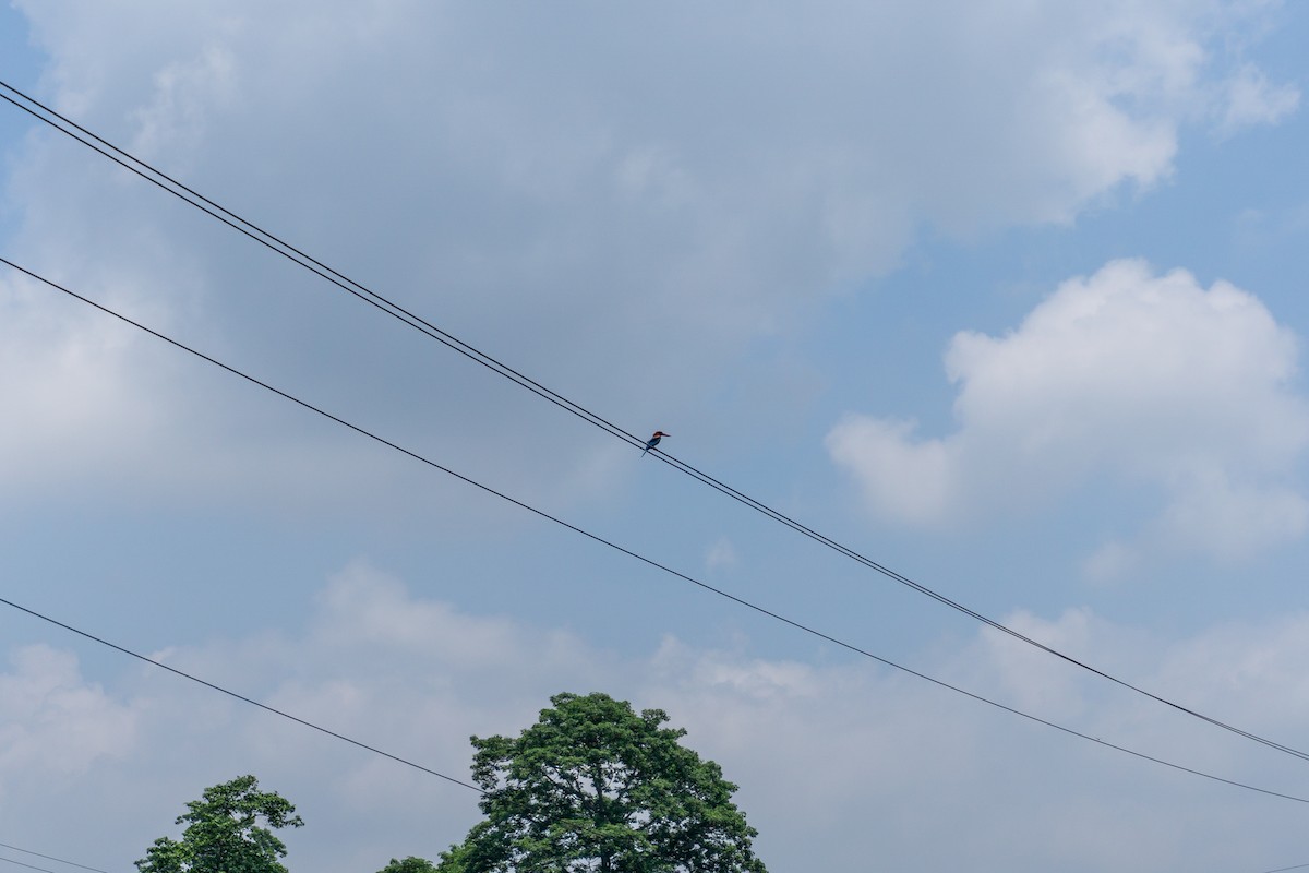 White-throated Kingfisher - ML622279547