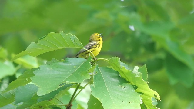 Prairie Warbler - ML622279565