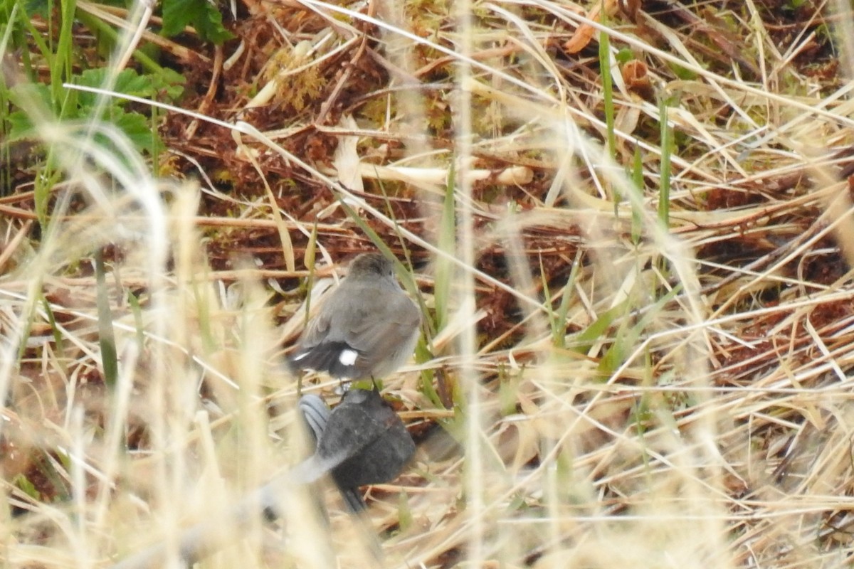 Taiga Flycatcher - ML622279578