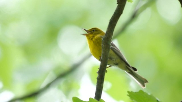 Pine Warbler - ML622279680