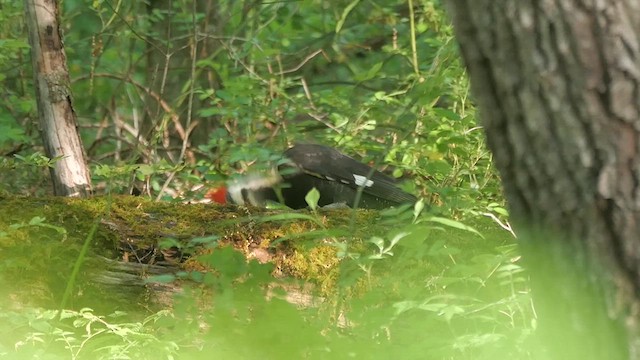 Pileated Woodpecker - ML622279770