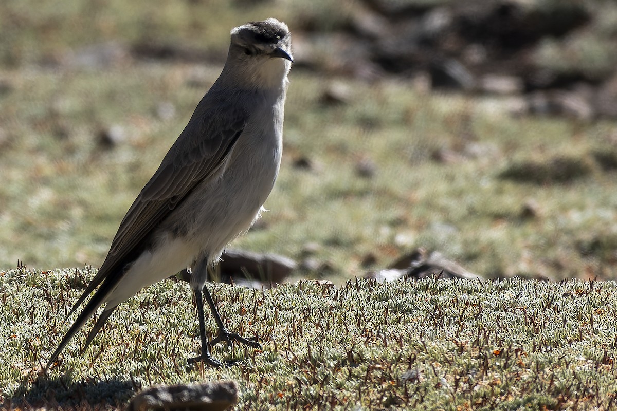 Black-fronted Ground-Tyrant - ML622279777