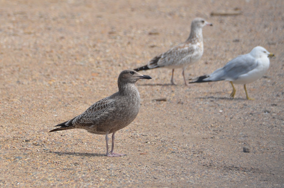 American Herring Gull - ML622279799