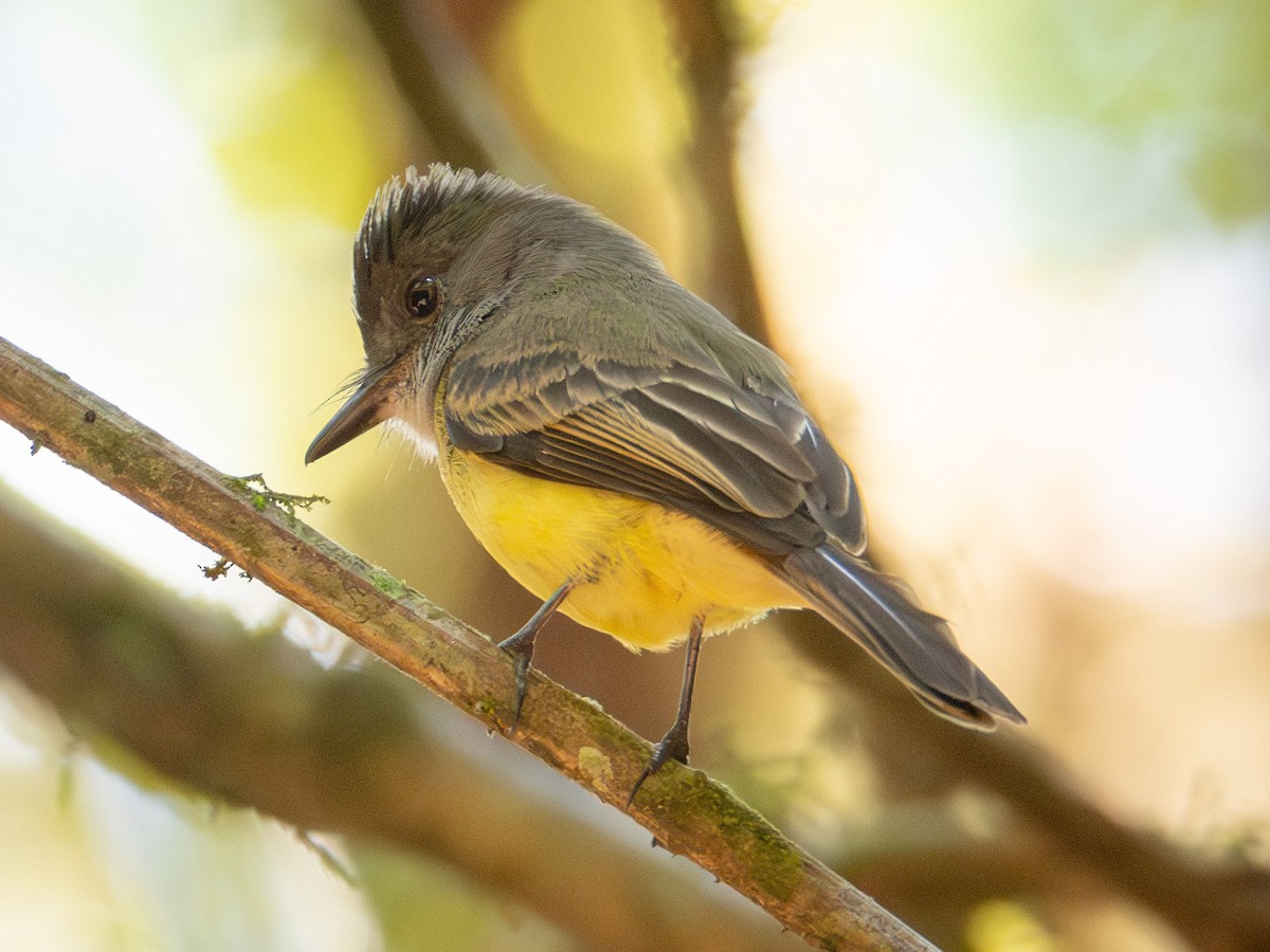 Dusky-capped Flycatcher - ML622279800