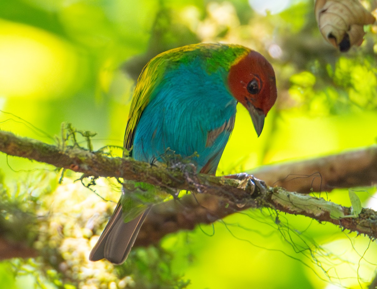 Bay-headed Tanager - ML622279814