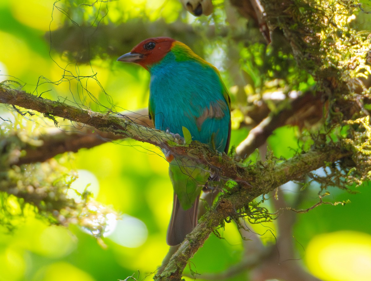 Bay-headed Tanager - ML622279815