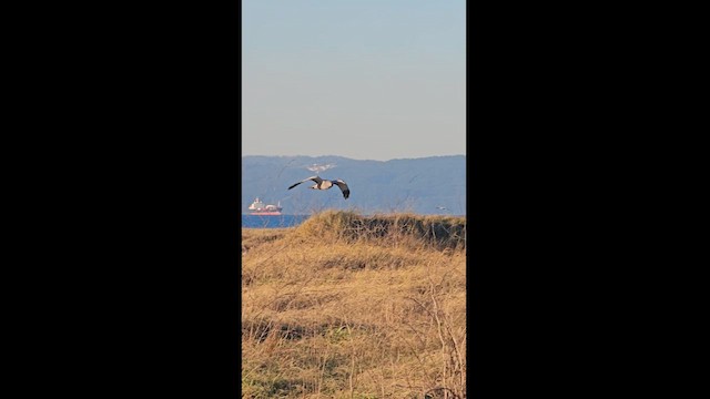 Cinereous Harrier - ML622279817