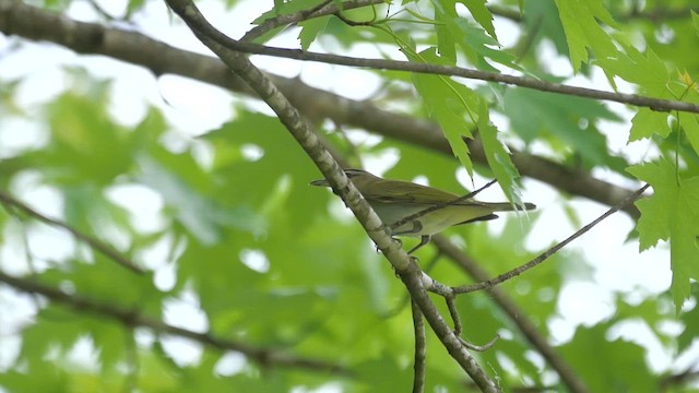 Philadelphia Vireo - ML622279820