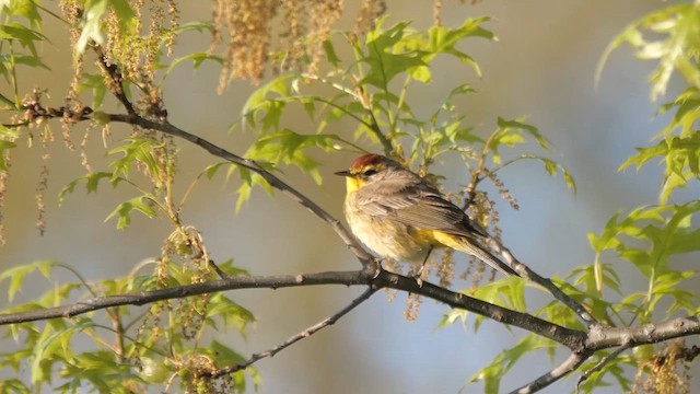 Paruline à couronne rousse - ML622279942