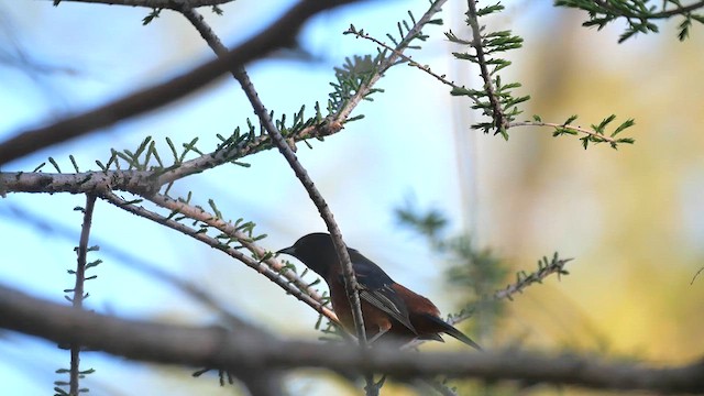 Orchard Oriole - ML622279981