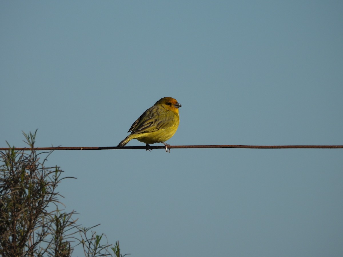 Saffron Finch - Margarita González