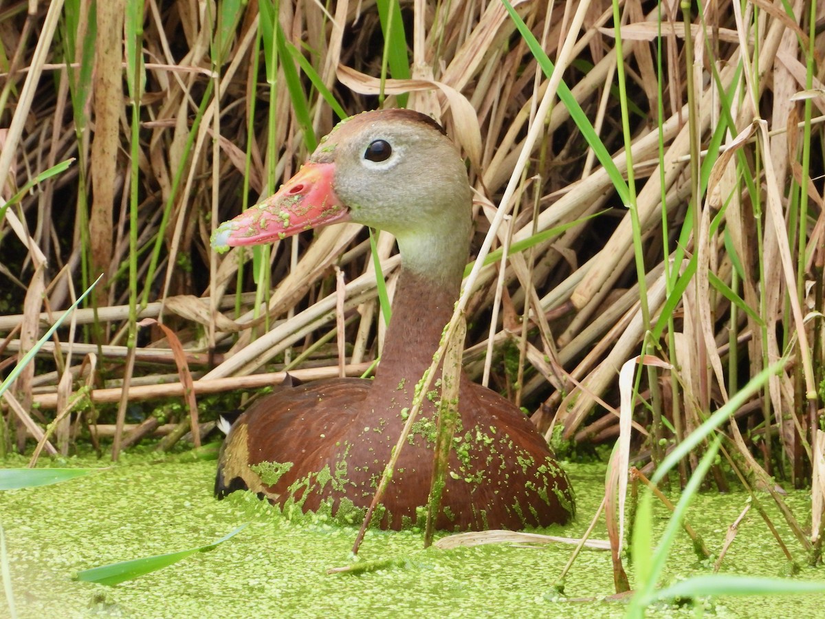 Dendrocygne à ventre noir - ML622280019