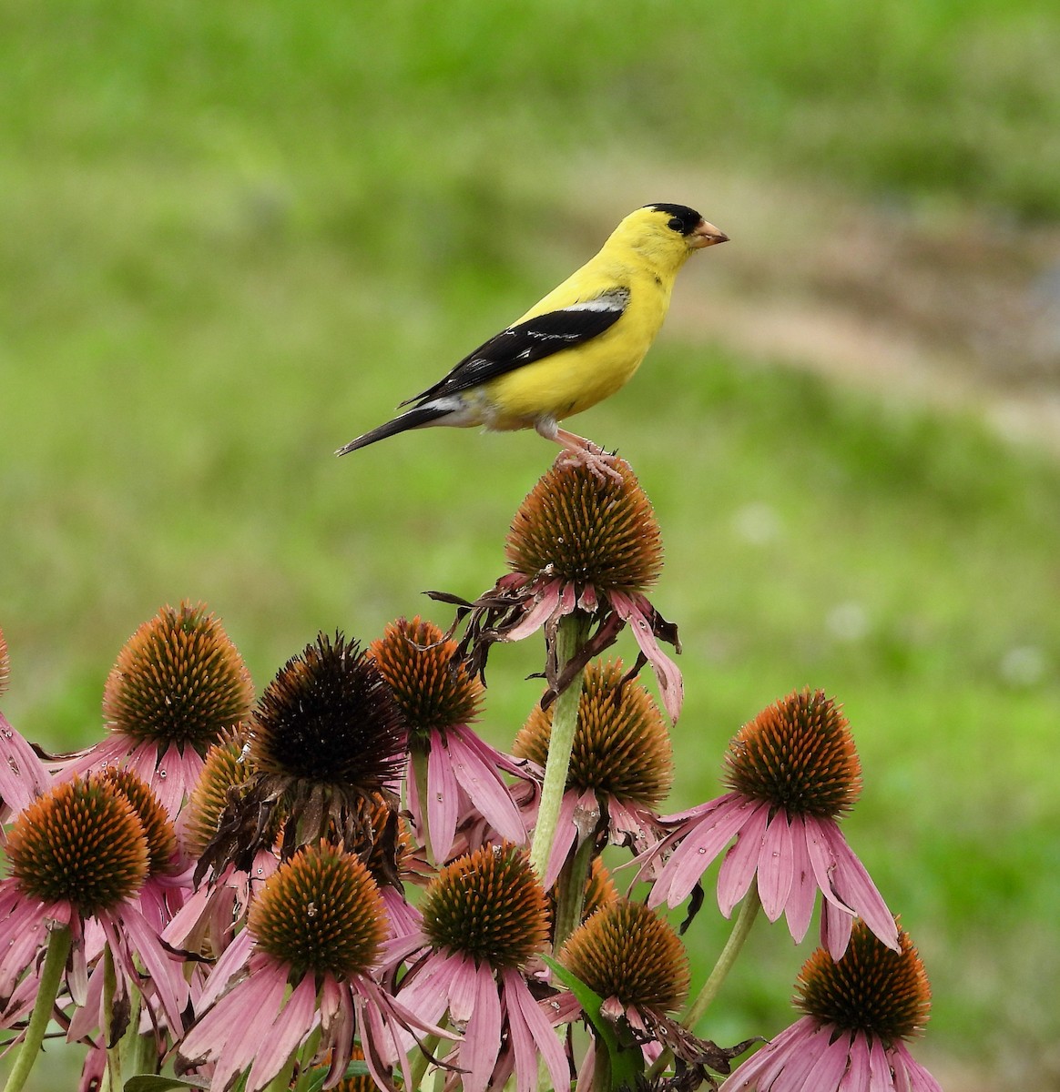 American Goldfinch - Kisa Weeman