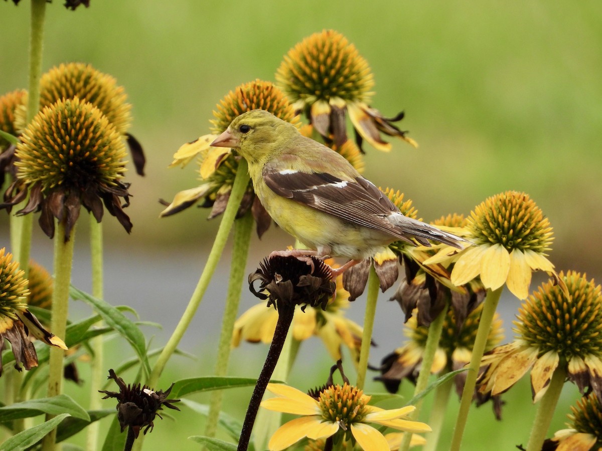 Chardonneret jaune - ML622280052