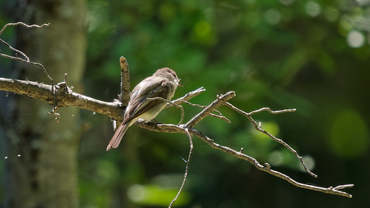 Great Crested Flycatcher - ML622280105