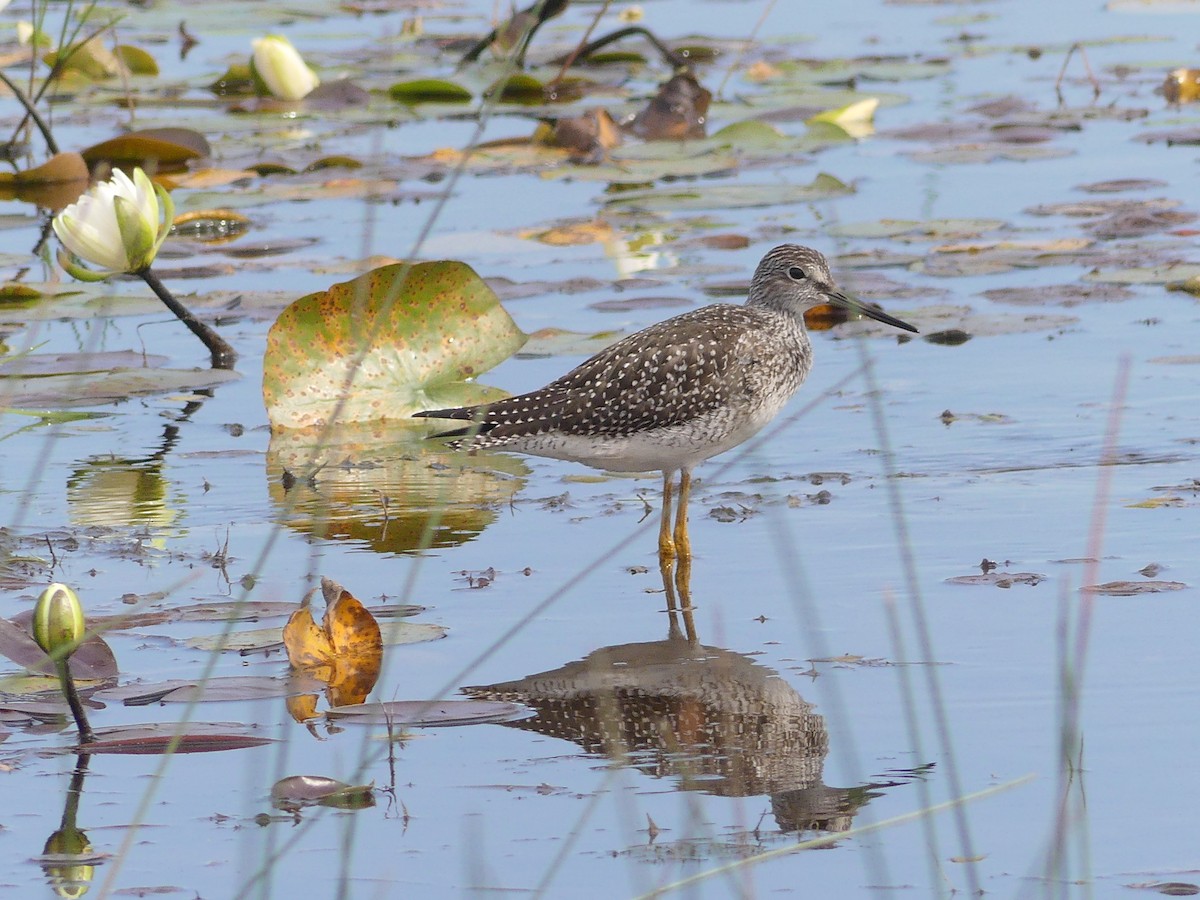 Greater Yellowlegs - ML622280127