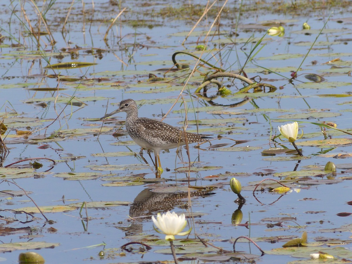 Greater Yellowlegs - ML622280128