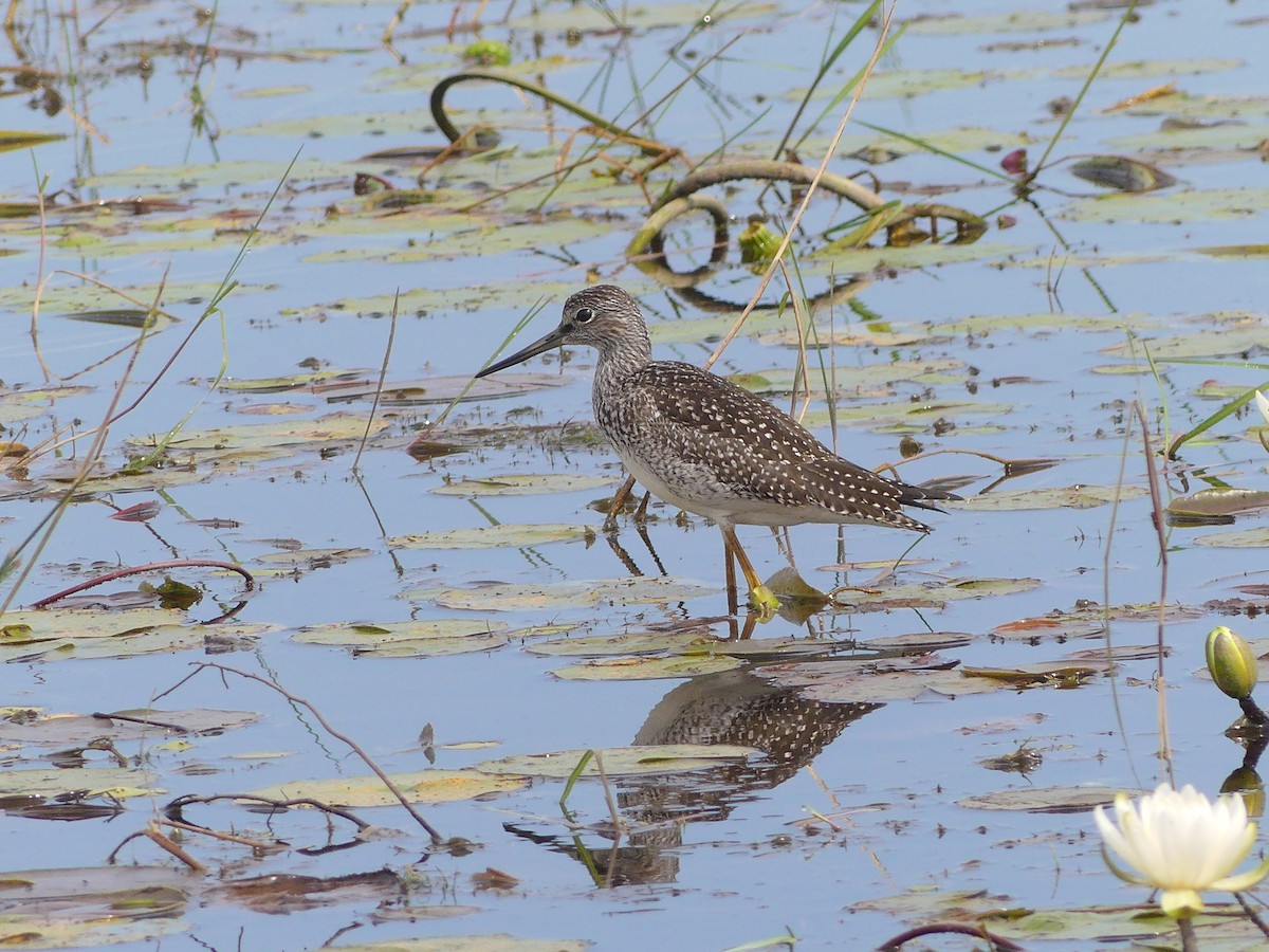 Greater Yellowlegs - ML622280129