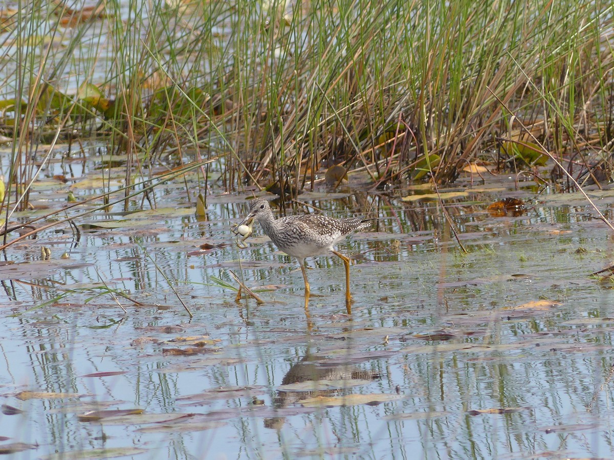 Greater Yellowlegs - ML622280130