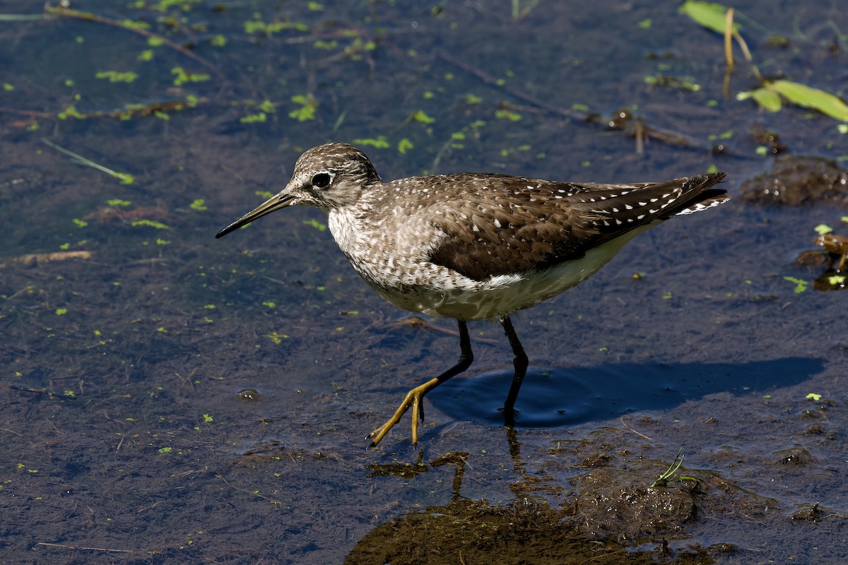 Solitary Sandpiper - Pierre Pesant