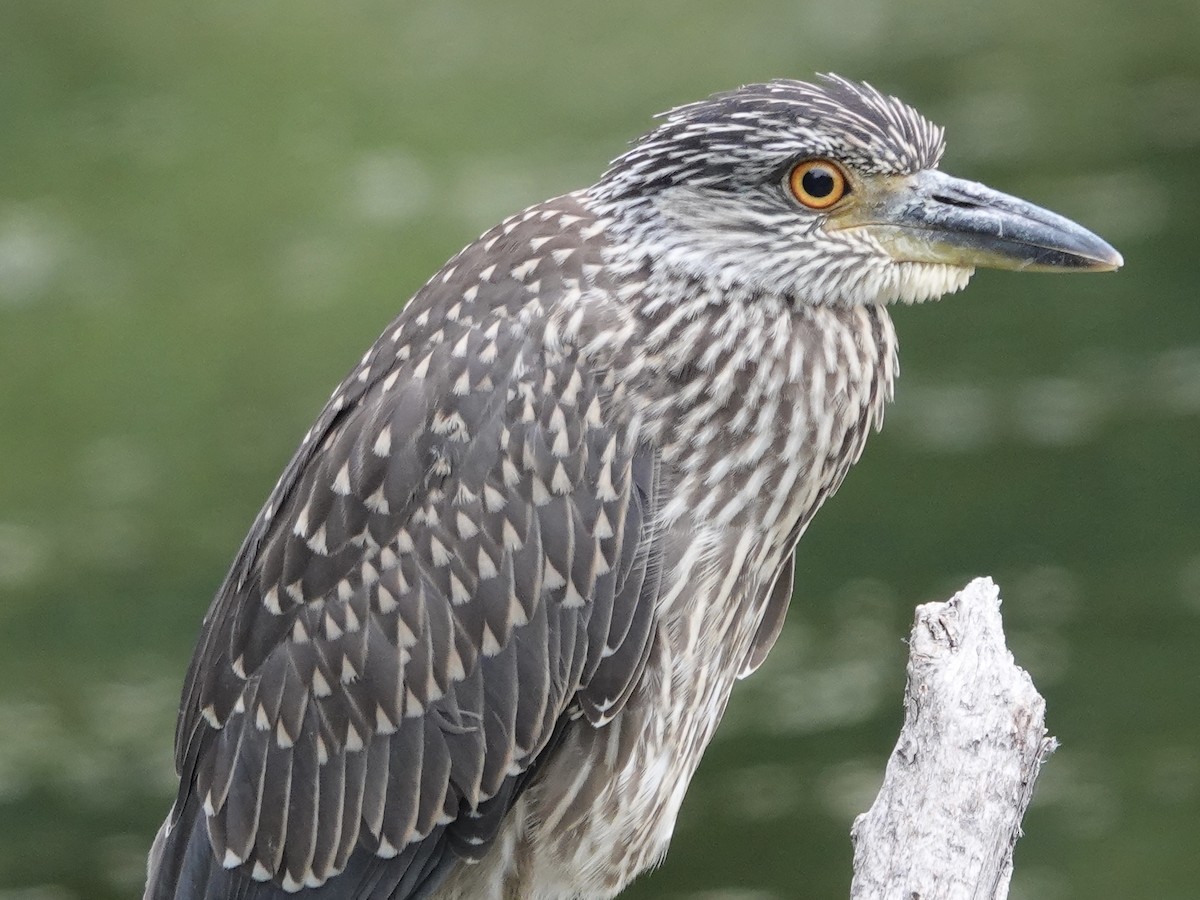 Yellow-crowned Night Heron - ML622280140