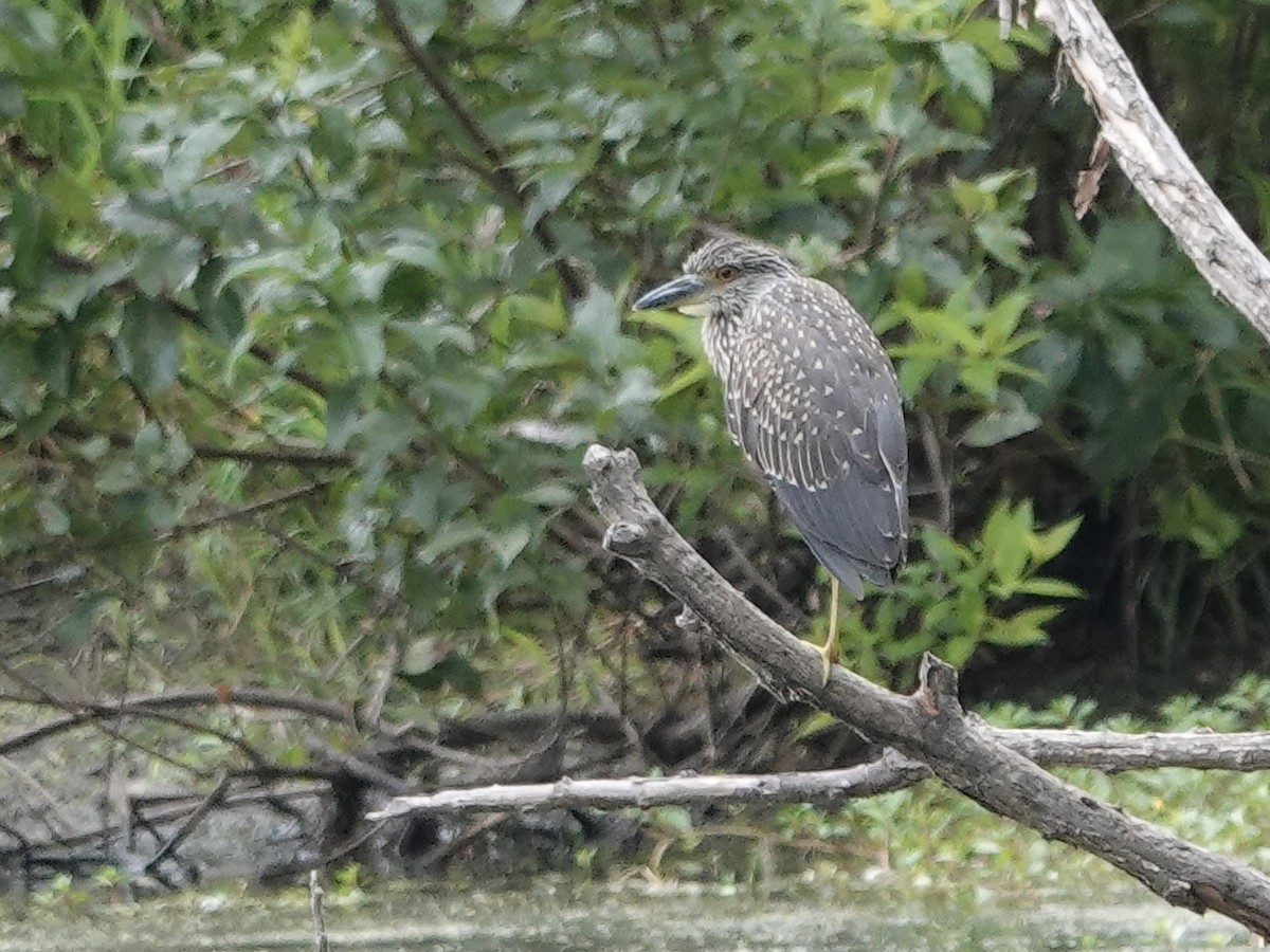 Yellow-crowned Night Heron - ML622280141