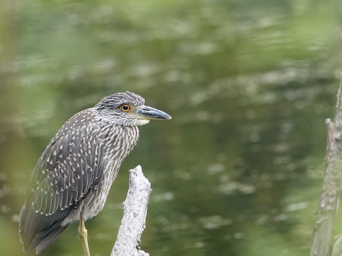 Yellow-crowned Night Heron - ML622280143