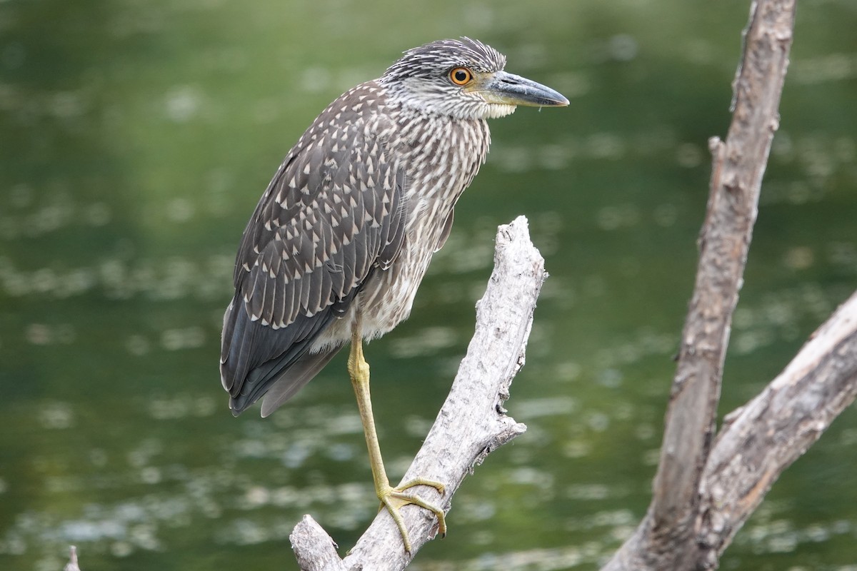 Yellow-crowned Night Heron - ML622280144