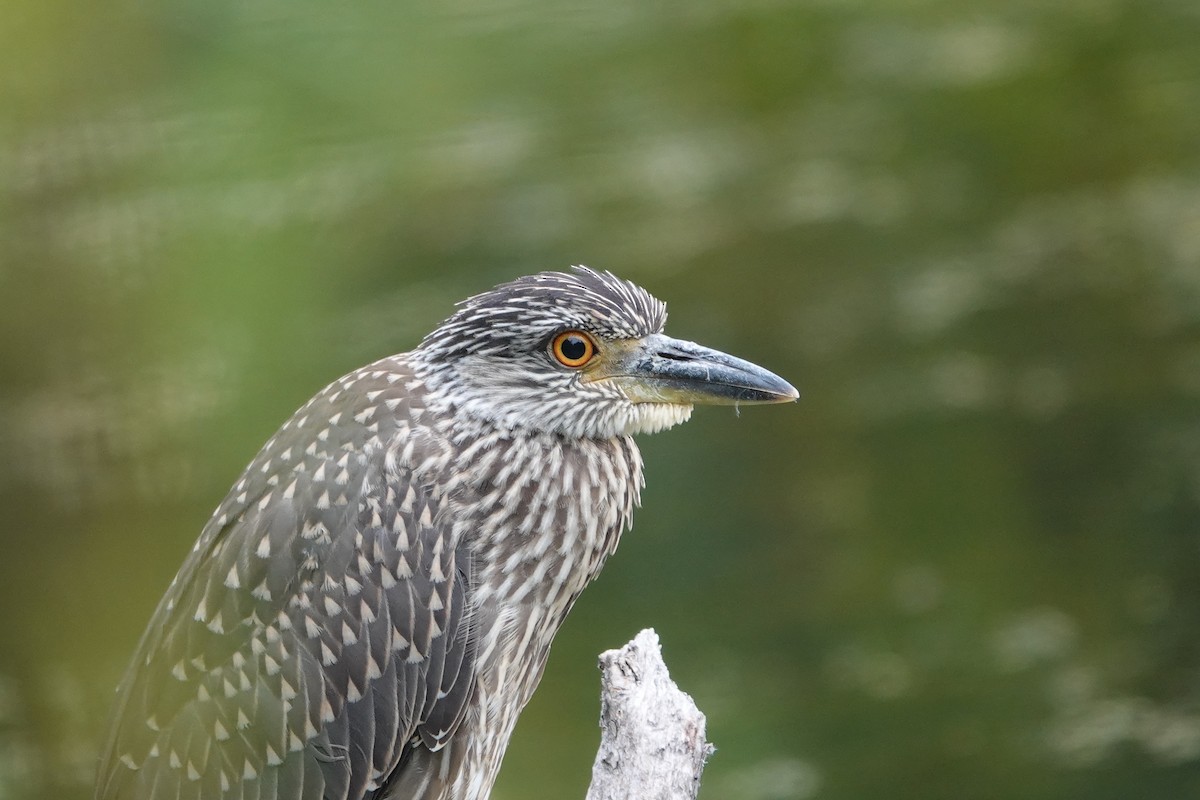 Yellow-crowned Night Heron - ML622280146