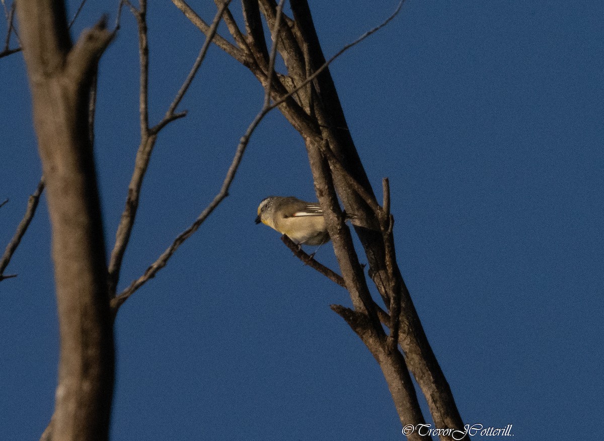 Striated Pardalote - ML622280148