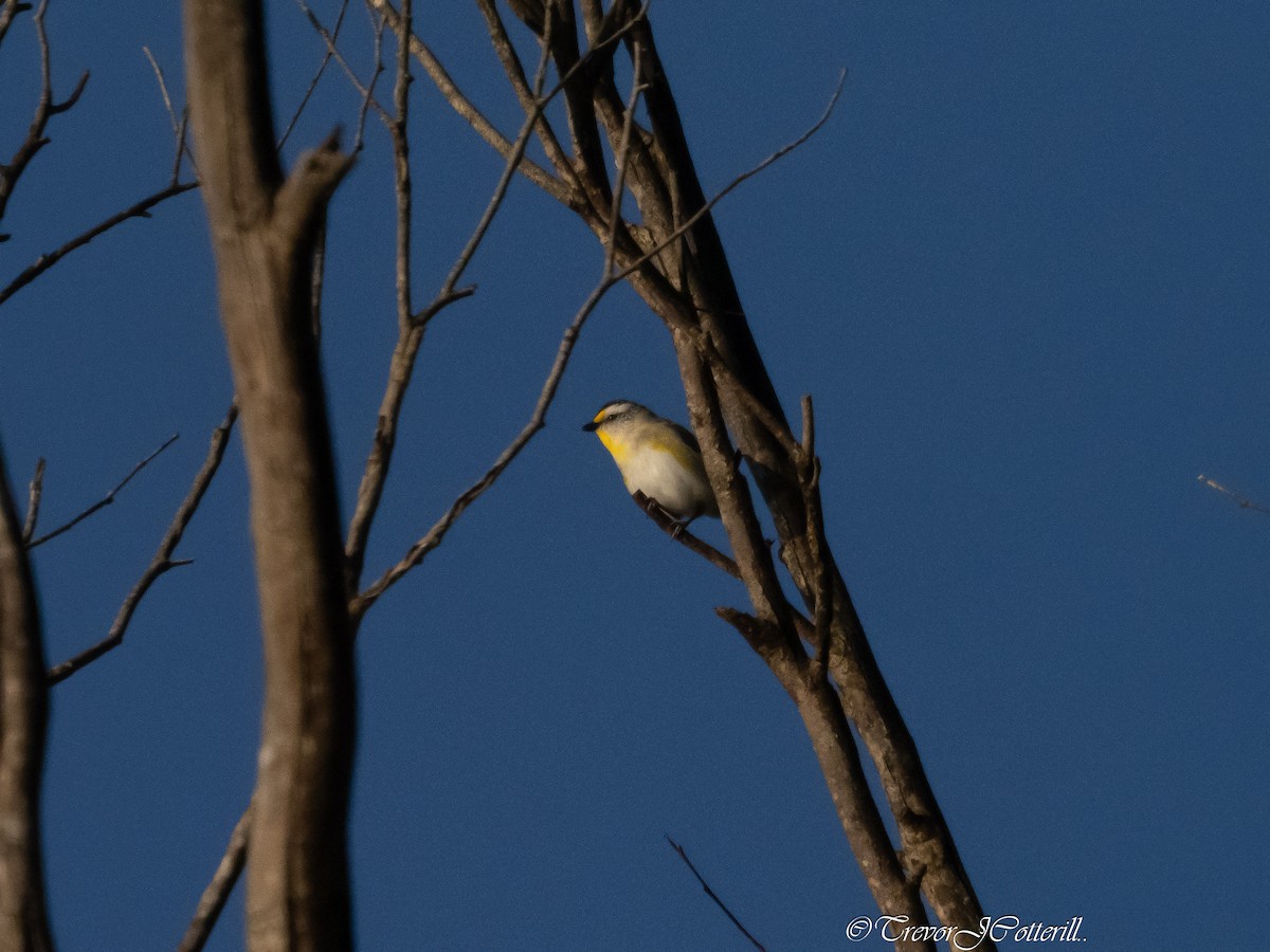 Striated Pardalote - ML622280149