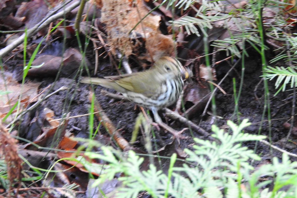 Ovenbird - ML622280152