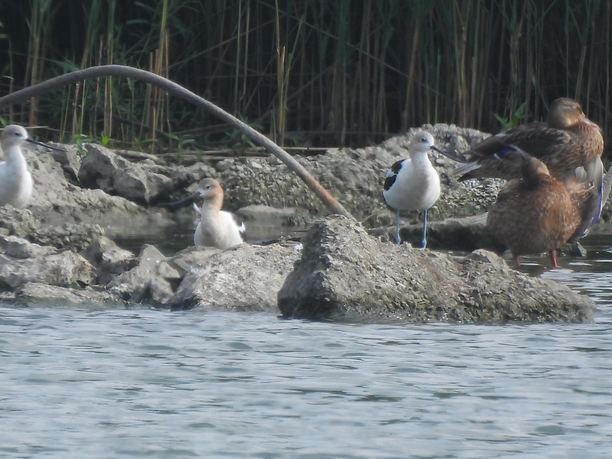 American Avocet - ML622280153