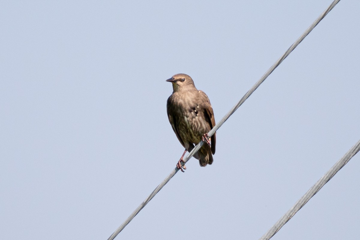 European Starling - ML622280154