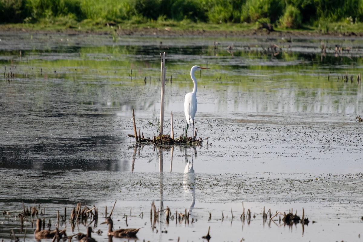 Great Egret - Michèle Delisle