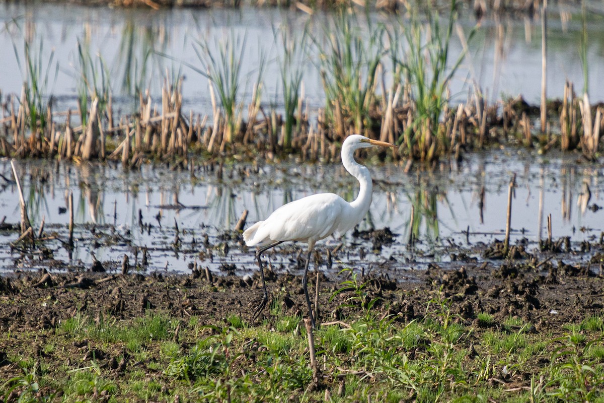 Great Egret - ML622280158