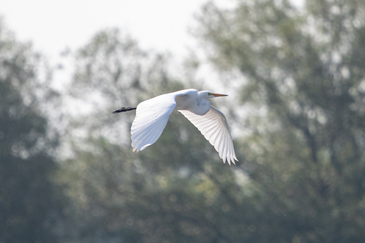 Great Egret - ML622280159